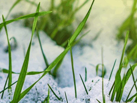 Brins d’herbe qui traversent la neige, symbolisant l’importance d’ajuster nos actions aux conditions du moment.