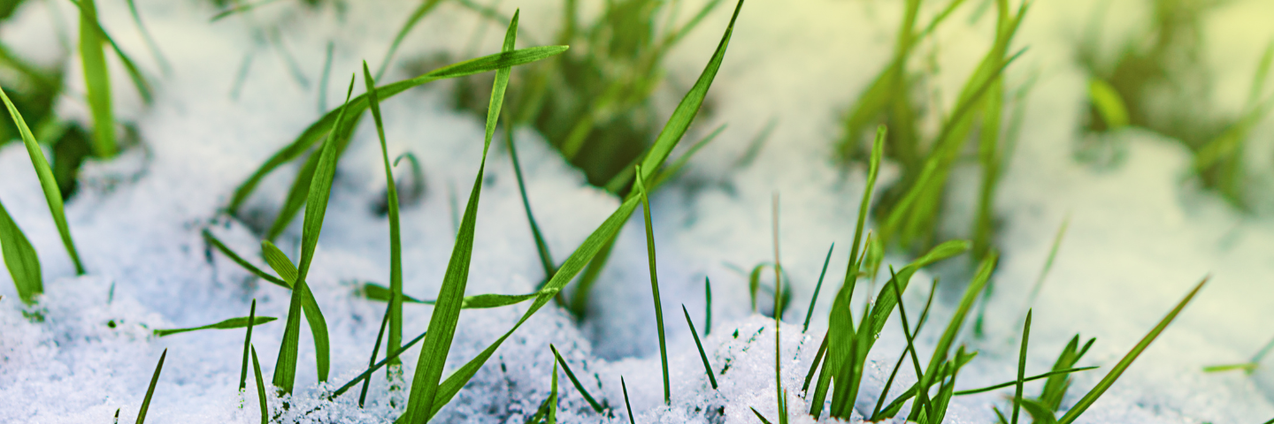 Brins d’herbe qui traversent la neige, symbolisant l’importance d’ajuster nos actions aux conditions du moment.
